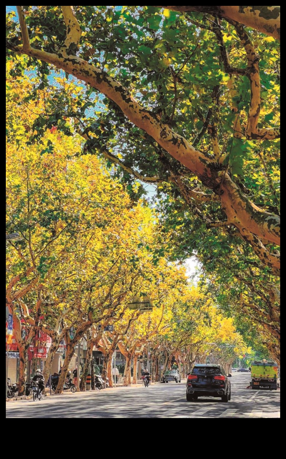 Zelta dārzs: zied mirdzošā zeltā