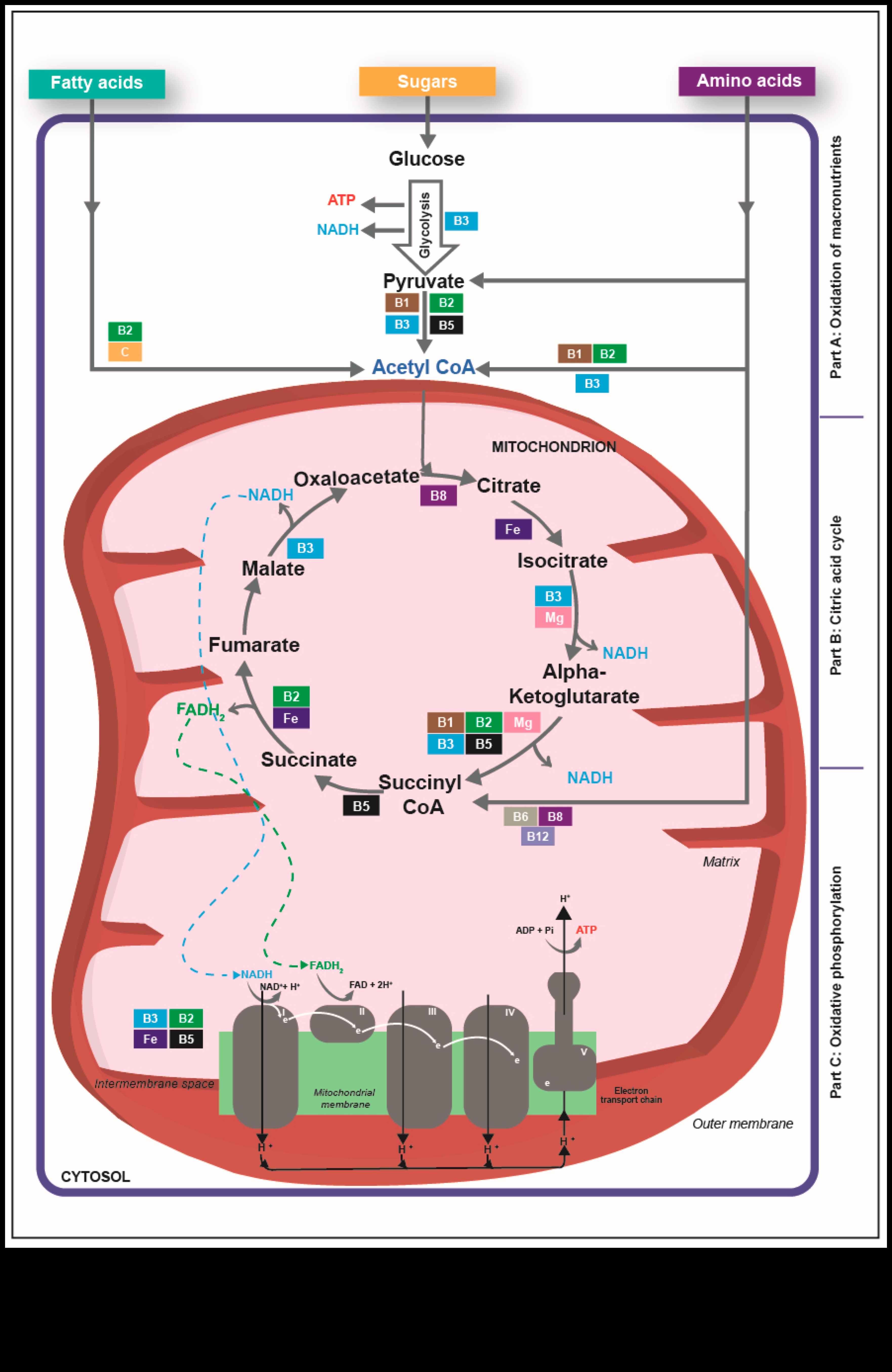 Atomi līdz apetītei: Uztura bioķīmijas dinamikas izpratne