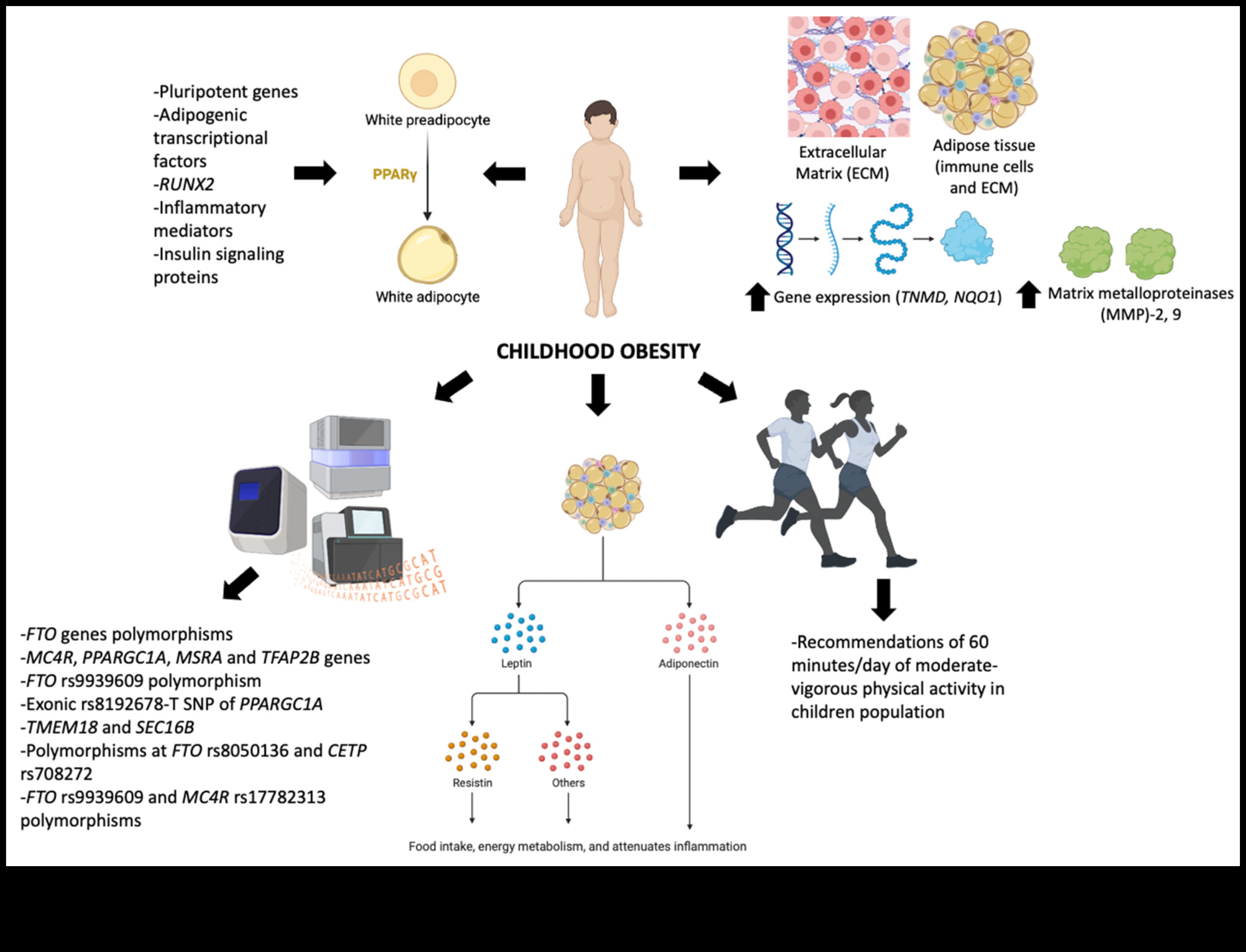 Atomi līdz apetītei: Uztura bioķīmijas dinamikas izpratne