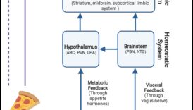No atomiem līdz apetītei Piedzīvojums kādā brīdī diētiskais bioķīmijas dinamiku 1 Atomi līdz apetītei: Uztura bioķīmijas dinamikas izpratne