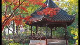 Zelta dārzs: zied mirdzošā zeltā